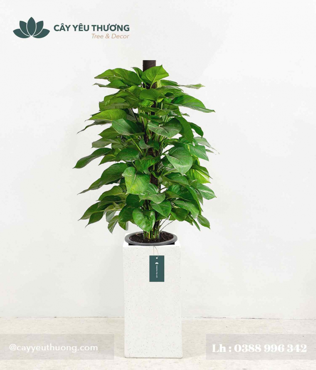 Cây trầu bà leo cột - Chậu xi măng,chậu đá mài trụ chữ nhật 30x30x60cm