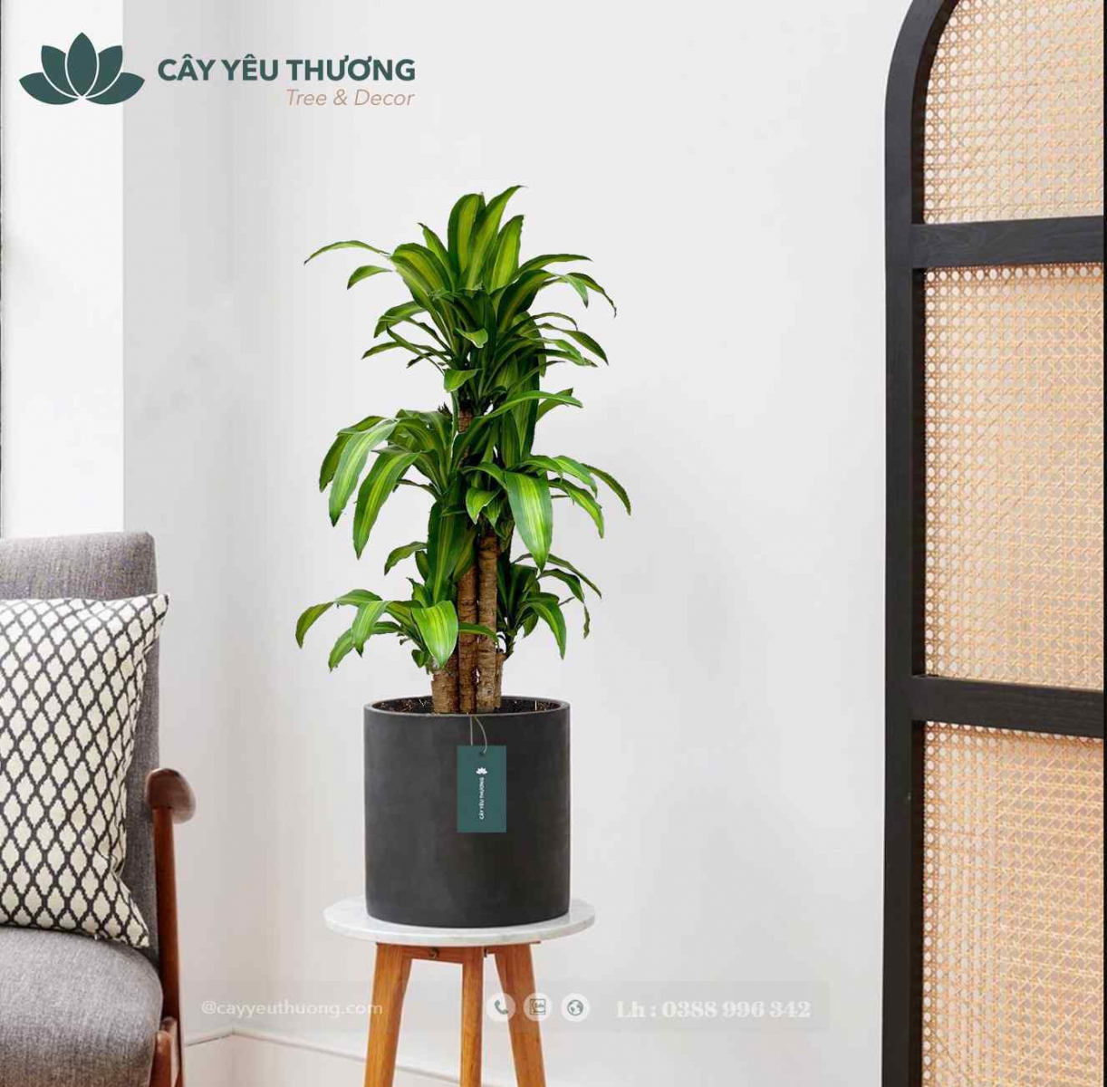 Top 15 cây cảnh tặng khai trương ý nghĩa,Đẹp,giá rẻ tại Tp.HCM Top 15 cây cảnh tặng khai trương ý nghĩa,Đẹp,giá rẻ tại Tp.HCM