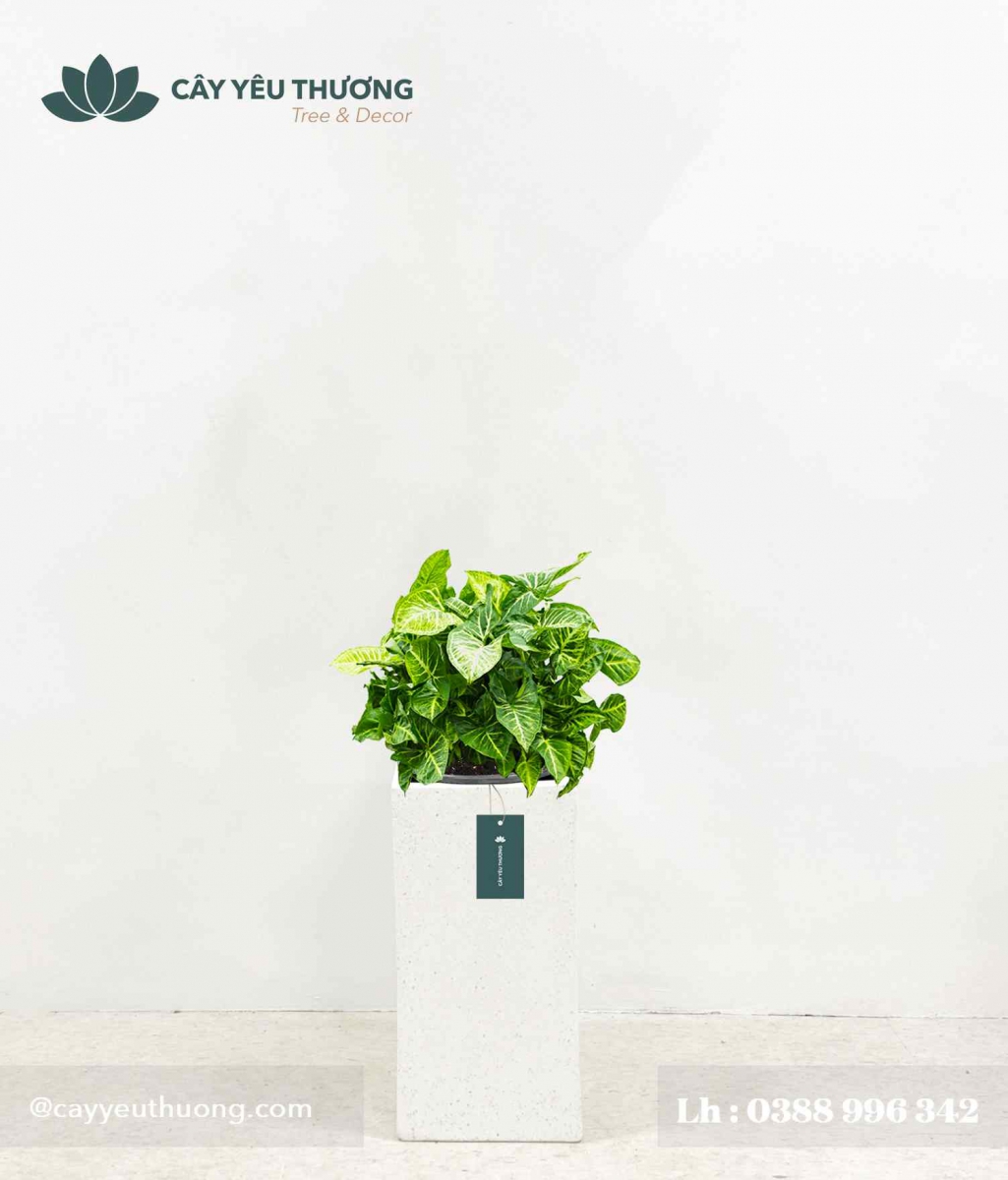 Trầu bà trắng - Chậu xi măng,chậu đá mài trụ chữ nhật 30x30x60cm