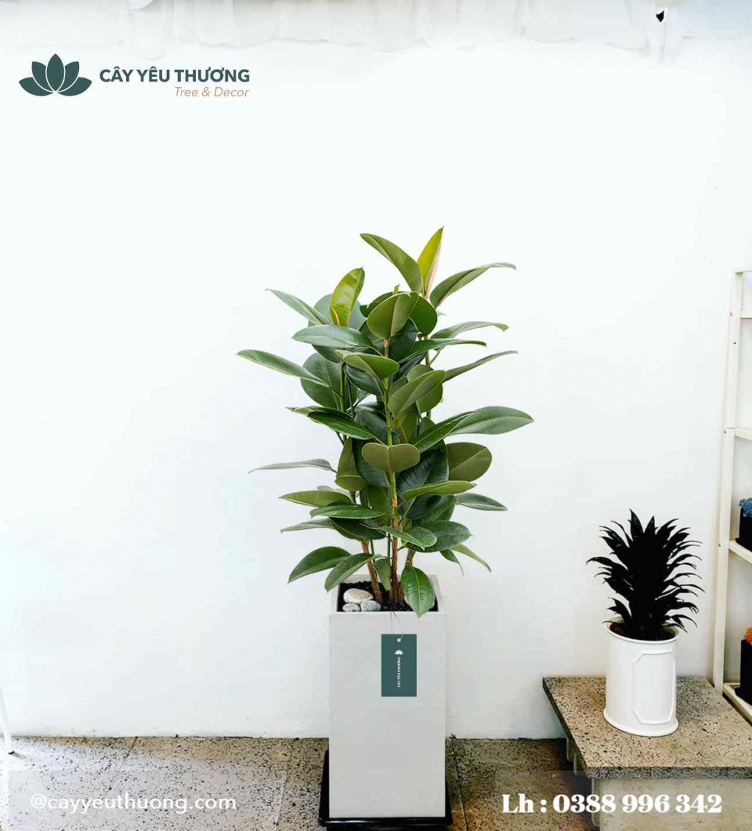 Cây đa búp đỏ - Chậu xi măng,chậu đá mài trụ chữ nhật 30x30x60 Cây đa búp đỏ - Chậu xi măng,chậu đá mài trụ chữ nhật 30x30x60