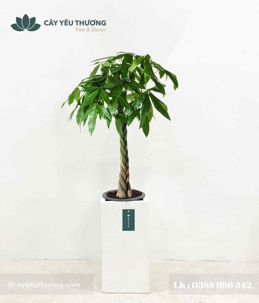 Cây kim ngân - Chậu xi măng,chậu đá mài trụ chữ nhật 30x30x60cm Cây kim ngân - Chậu xi măng,chậu đá mài trụ chữ nhật 30x30x60cm