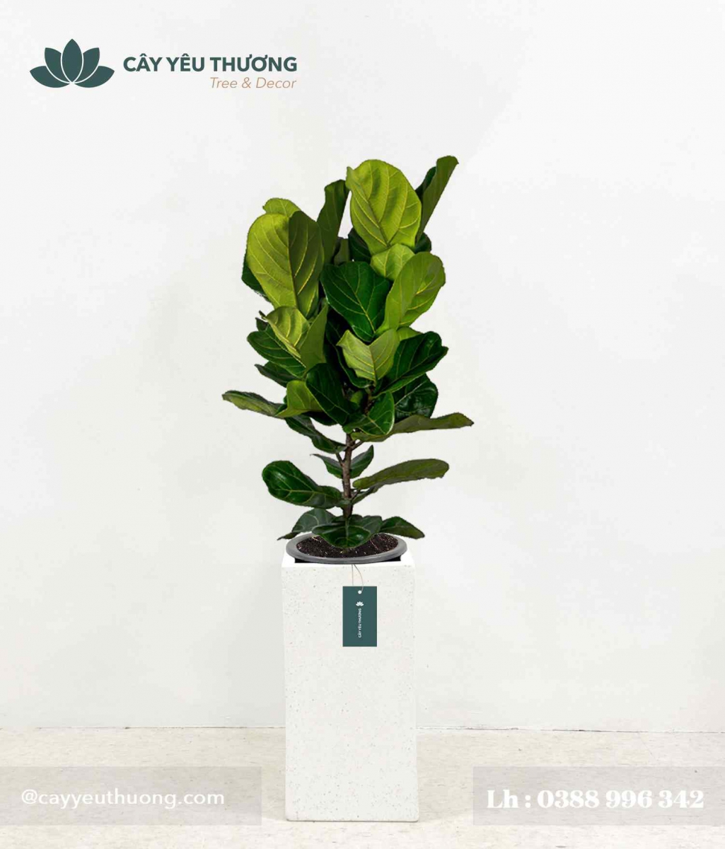 Cây bàng Singapore - Chậu xi măng,chậu đá mài trụ chữ nhật 30x30x60cm