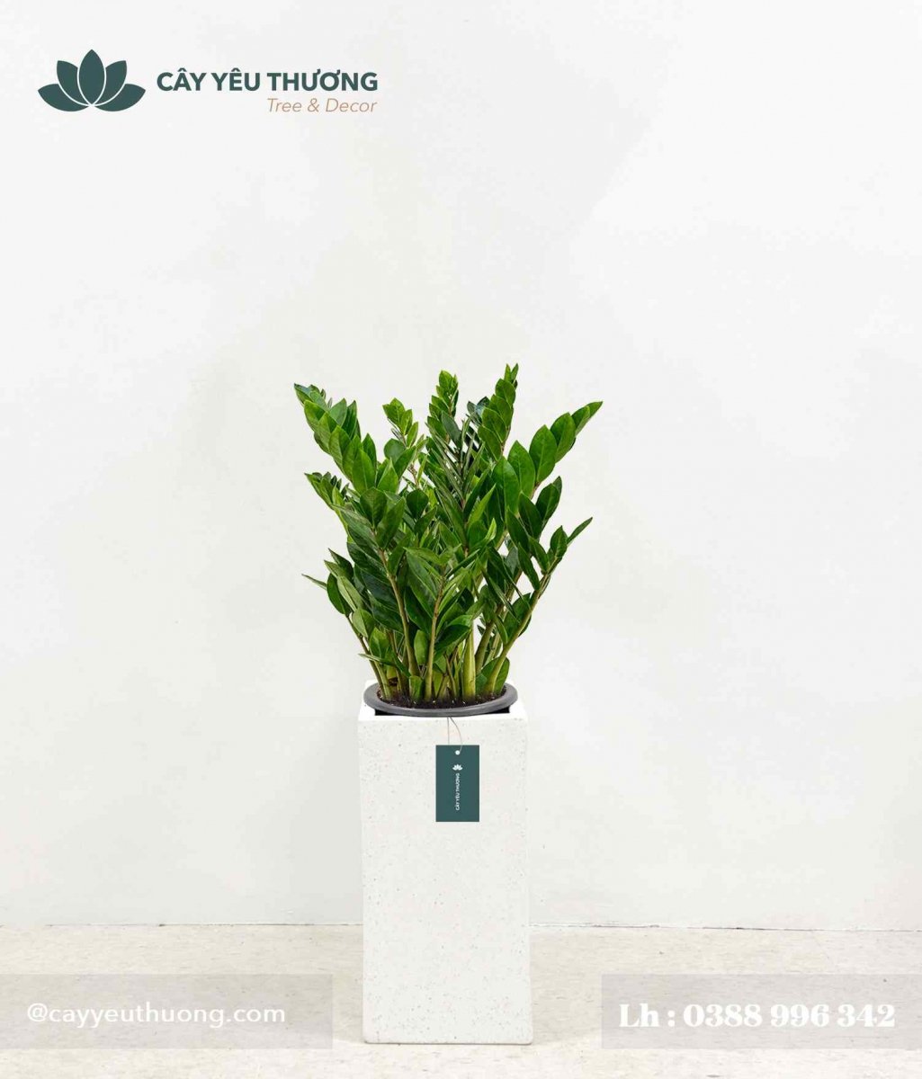 Cây kim tiền - Chậu xi măng,chậu đá mài trụ chữ nhật 30x30x60cm