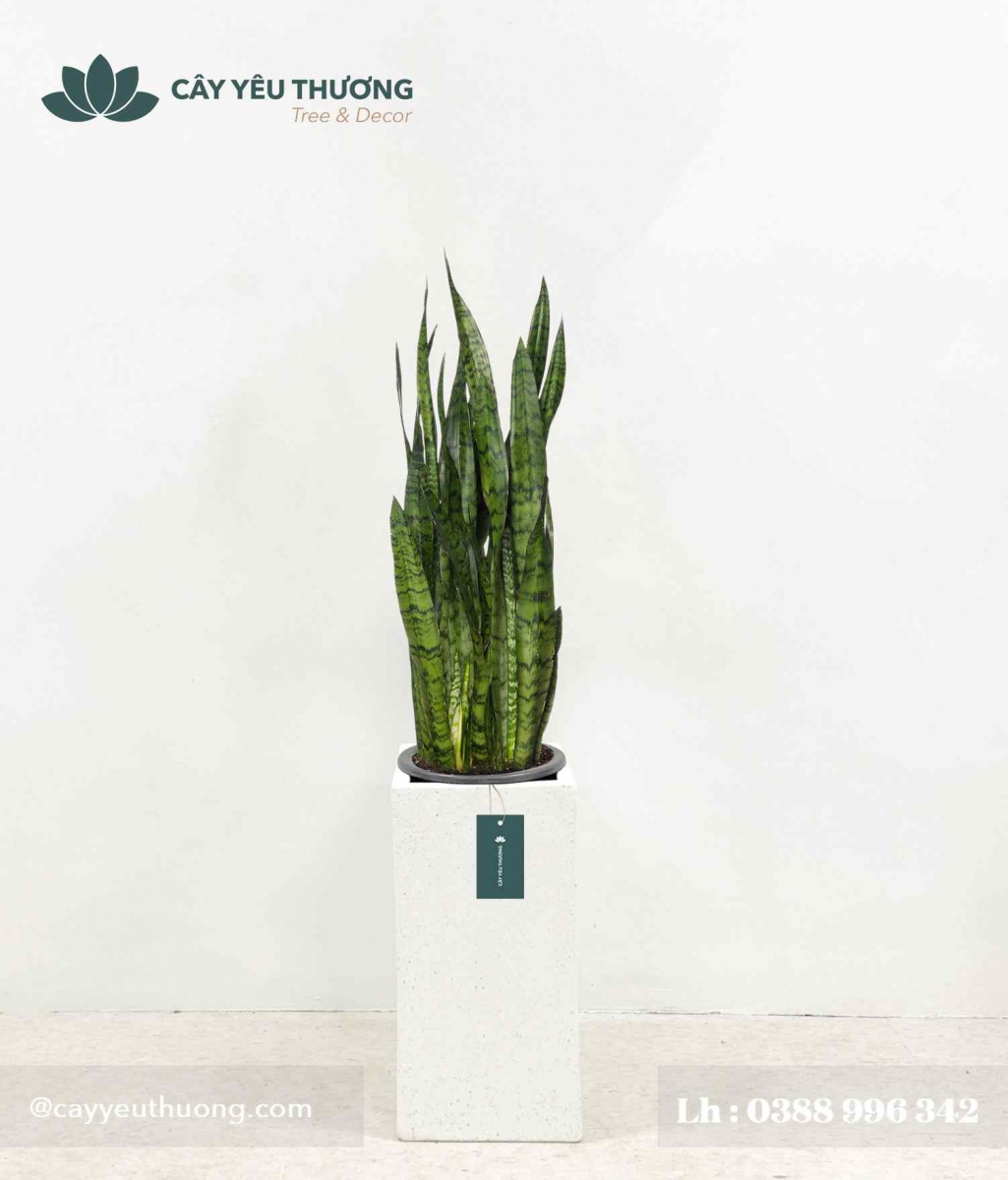 Cây lưỡi hổ xanh - Chậu xi măng,chậu đá mài trụ chữ nhật 30x30x60cm Cây lưỡi hổ xanh - Chậu xi măng,chậu đá mài trụ chữ nhật 30x30x60cm