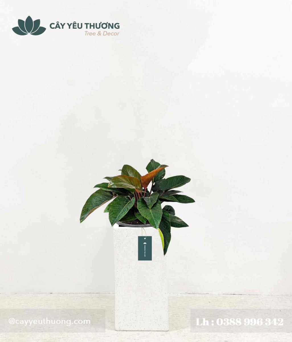 Cây trầu bà đế vương đỏ - Chậu xi măng,chậu đá mài trụ chữ nhật 30x30x60cm Cây trầu bà đế vương đỏ - Chậu xi măng,chậu đá mài trụ chữ nhật 30x30x60cm