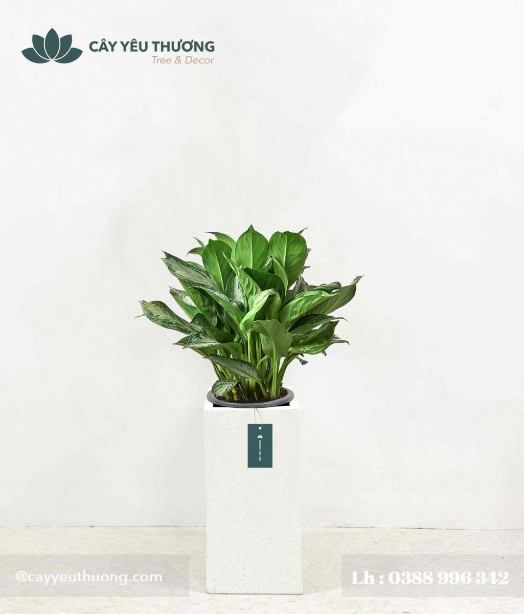 Cây Thanh Lam - Chậu xi măng,chậu đá mài trụ chữ nhật 30x30x60cm