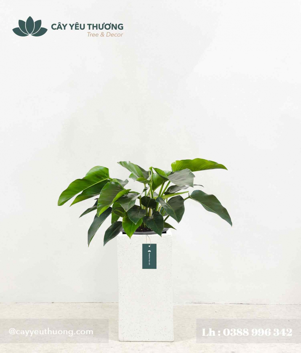 Cây Đế Vương Xanh - Chậu xi măng,chậu đá mài trụ chữ nhật 30x30x60cm Cây Đế Vương Xanh - Chậu xi măng,chậu đá mài trụ chữ nhật 30x30x60cm