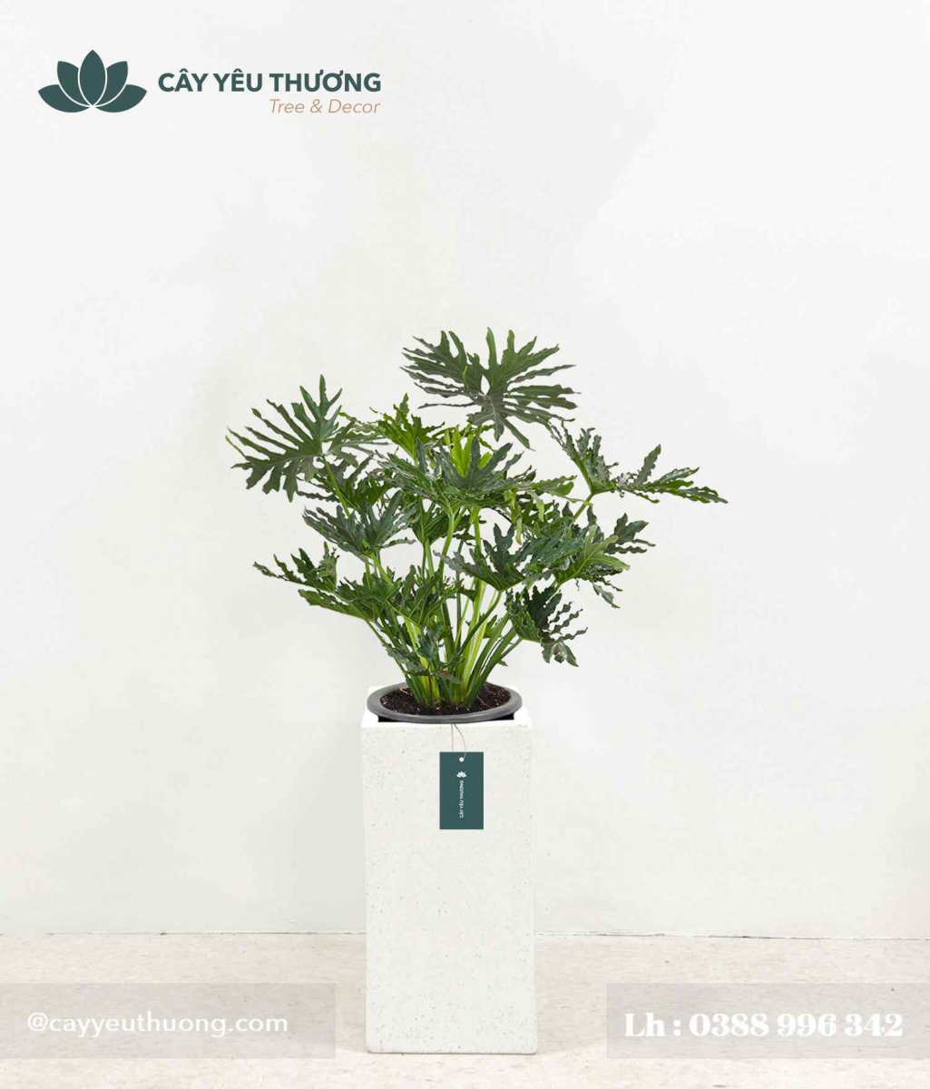 Cây trầu bà thanh xuân - Chậu xi măng,chậu đá mài trụ chữ nhật 30x30x60cm