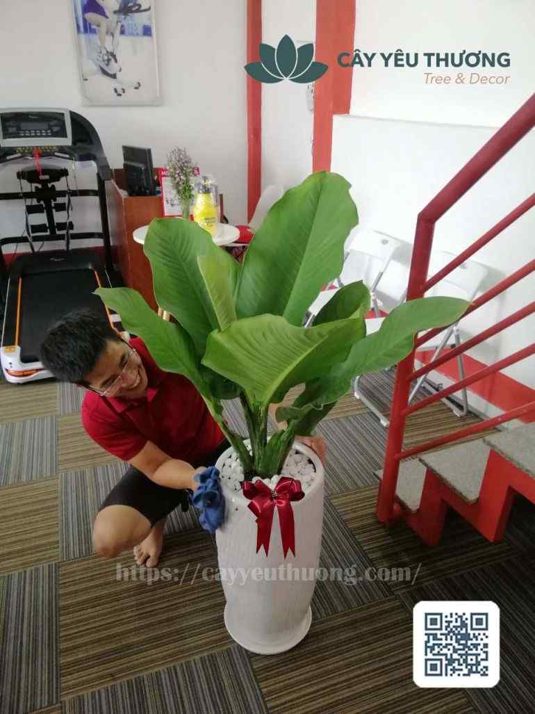 Top 12 cây cảnh tặng khai trương đẹp,ý nghĩa nhất 2022-2023