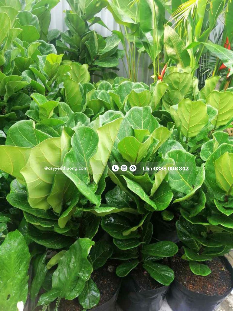 Top 15 cây cảnh tặng khai trương ý nghĩa,Đẹp,giá rẻ tại Tp.HCM Top 15 cây cảnh tặng khai trương ý nghĩa,Đẹp,giá rẻ tại Tp.HCM