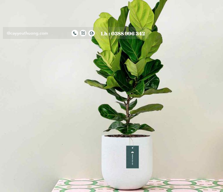 Top 15 cây cảnh tặng khai trương ý nghĩa,Đẹp,giá rẻ tại Tp.HCM Top 15 cây cảnh tặng khai trương ý nghĩa,Đẹp,giá rẻ tại Tp.HCM