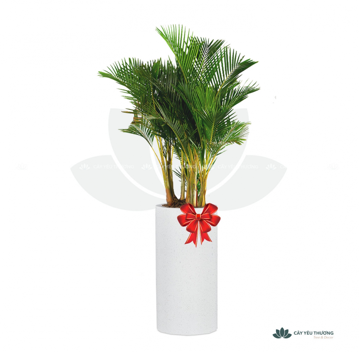 MUA CÂY TẶNG KHAI TRƯƠNG,CÂY TẶNG SINH NHẬT Ở QUẬN 10 TP.HCM - CÂY YÊU THƯƠNG