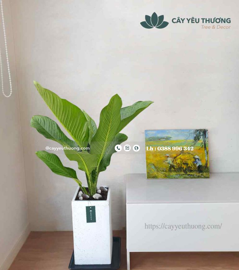 Top 15 cây cảnh tặng khai trương ý nghĩa,Đẹp,giá rẻ tại Tp.HCM Top 15 cây cảnh tặng khai trương ý nghĩa,Đẹp,giá rẻ tại Tp.HCM