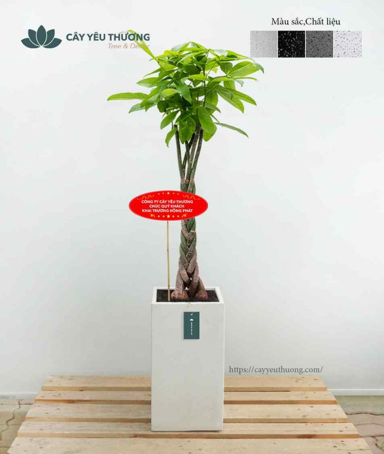 Top 15 cây cảnh tặng khai trương ý nghĩa,Đẹp,giá rẻ tại Tp.HCM Top 15 cây cảnh tặng khai trương ý nghĩa,Đẹp,giá rẻ tại Tp.HCM