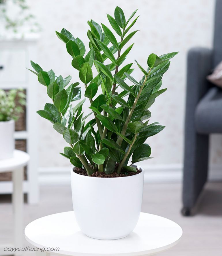 Cây trồng trong nhà tốt nhất