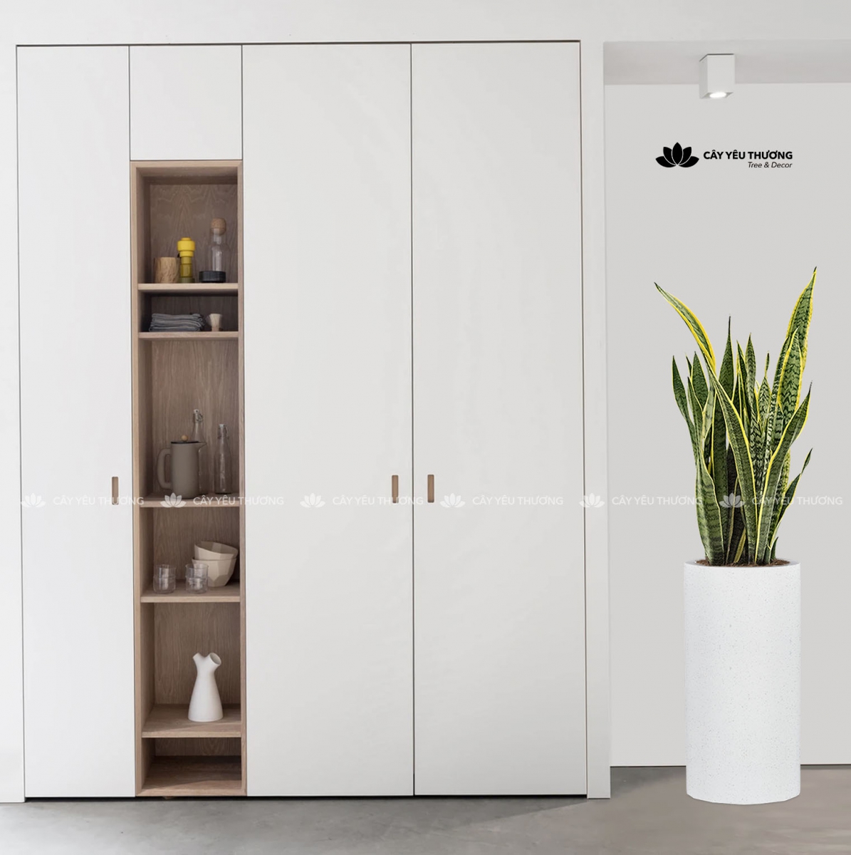 MUA CÂY TẶNG KHAI TRƯƠNG,CÂY TẶNG SINH NHẬT Ở QUẬN 9 TP.HCM - CÂY YÊU THƯƠNG