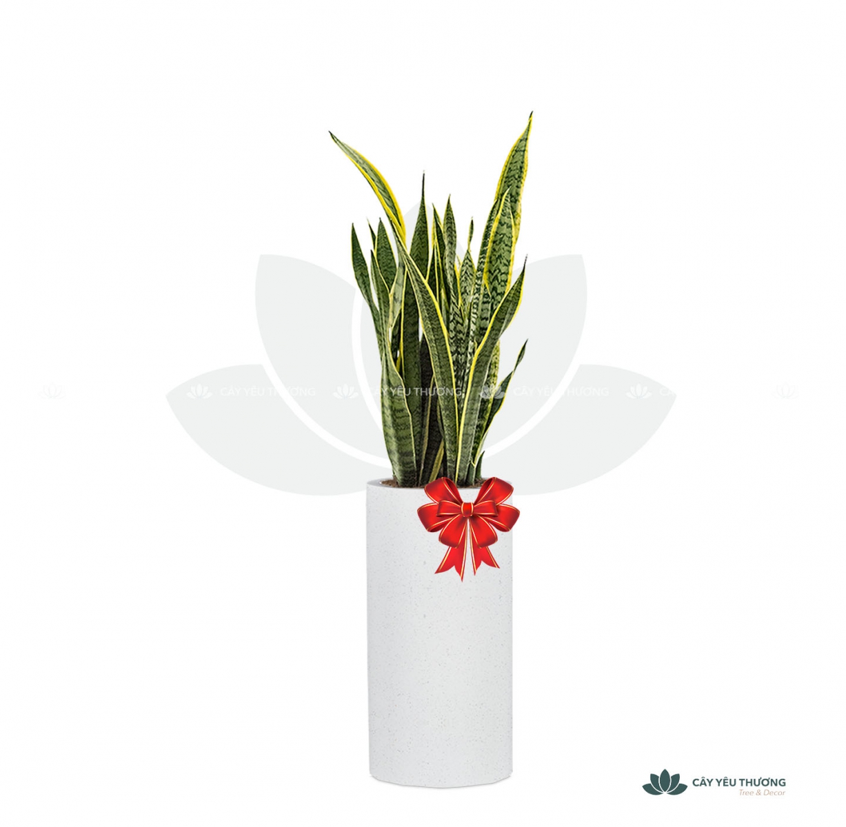 MUA CÂY TẶNG KHAI TRƯƠNG,CÂY TẶNG SINH NHẬT Ở QUẬN 9 TP.HCM - CÂY YÊU THƯƠNG