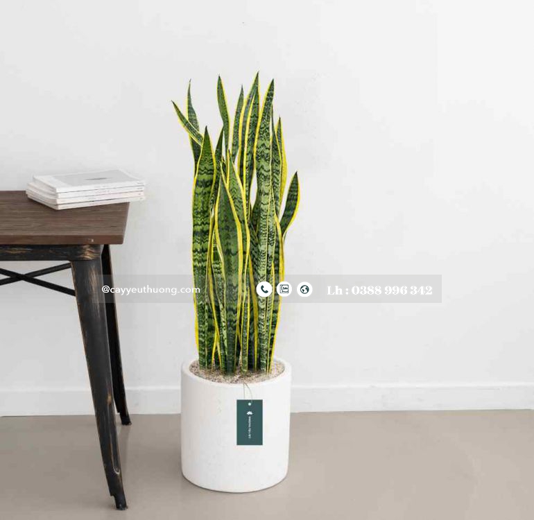 Top 15 cây cảnh tặng khai trương ý nghĩa,Đẹp,giá rẻ tại Tp.HCM Top 15 cây cảnh tặng khai trương ý nghĩa,Đẹp,giá rẻ tại Tp.HCM