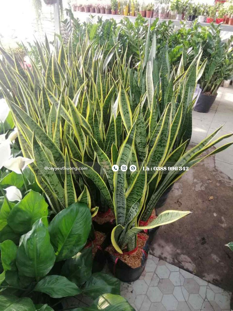 Top 15 cây cảnh tặng khai trương ý nghĩa,Đẹp,giá rẻ tại Tp.HCM Top 15 cây cảnh tặng khai trương ý nghĩa,Đẹp,giá rẻ tại Tp.HCM