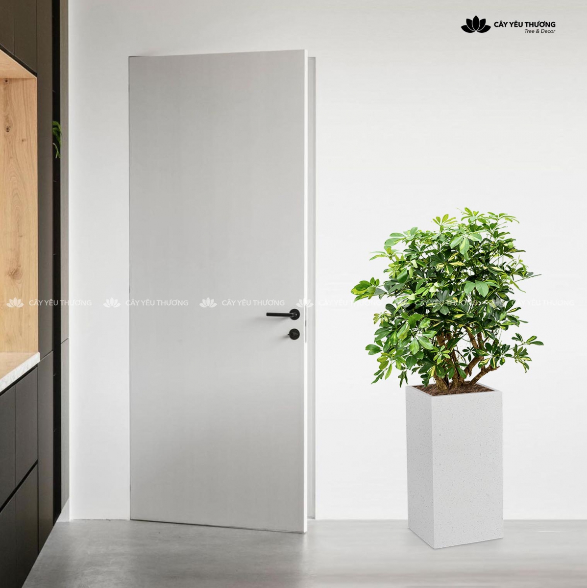 MUA CÂY TẶNG KHAI TRƯƠNG,CÂY TẶNG SINH NHẬT Ở QUẬN 12 TP.HCM - CÂY YÊU THƯƠNG