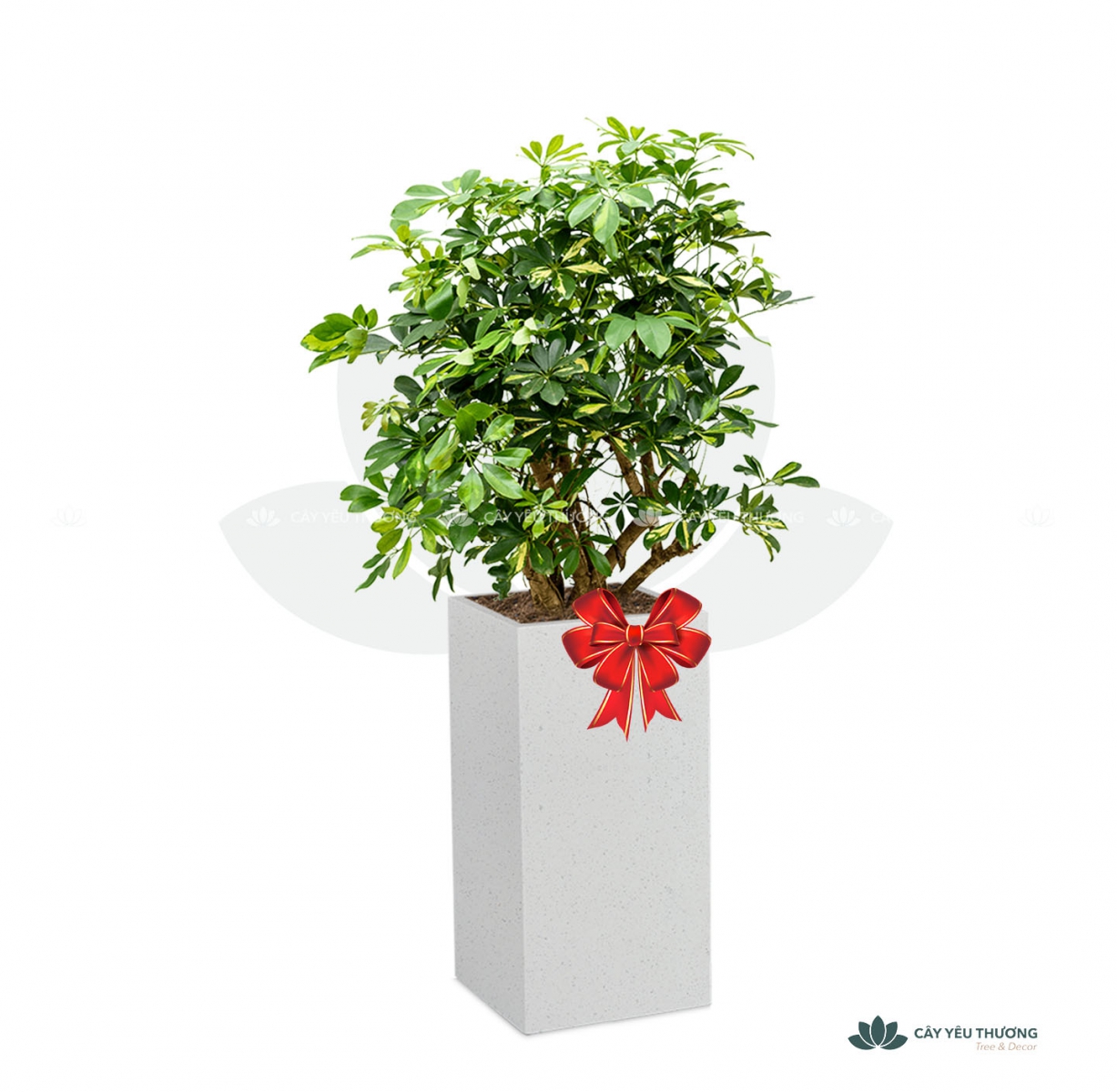 MUA CÂY TẶNG KHAI TRƯƠNG,CÂY TẶNG SINH NHẬT Ở QUẬN 12 TP.HCM - CÂY YÊU THƯƠNG
