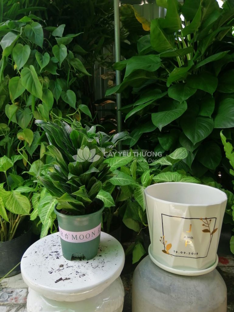 Cây phát lộc - chậu sứ để bàn có dĩa
