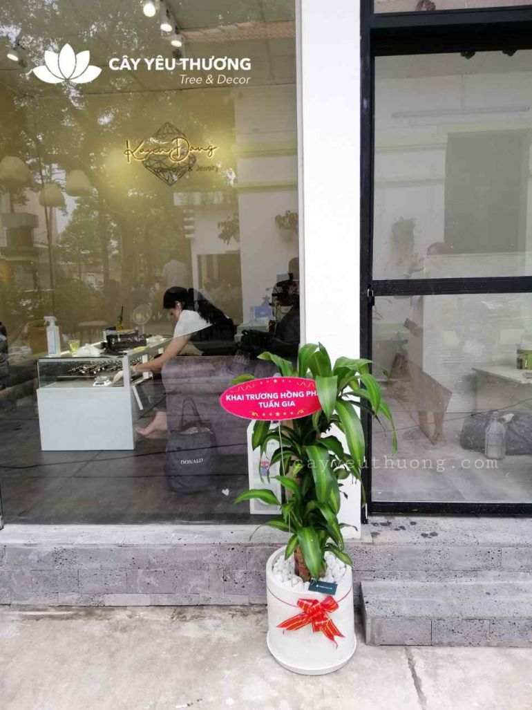 Top 15 cây cảnh tặng khai trương ý nghĩa,Đẹp,giá rẻ tại Tp.HCM Top 15 cây cảnh tặng khai trương ý nghĩa,Đẹp,giá rẻ tại Tp.HCM