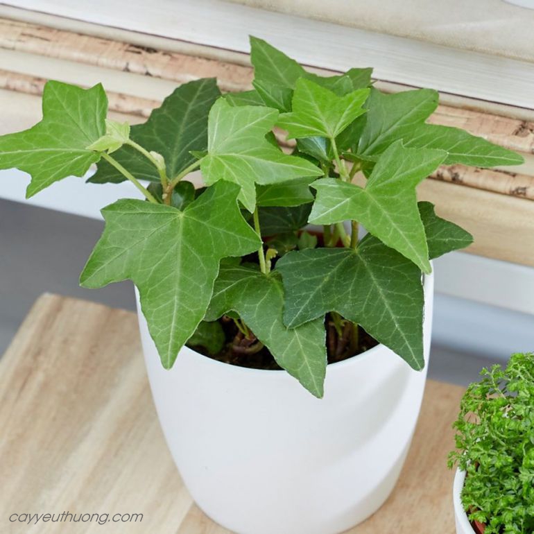 Cây Thường Xuân