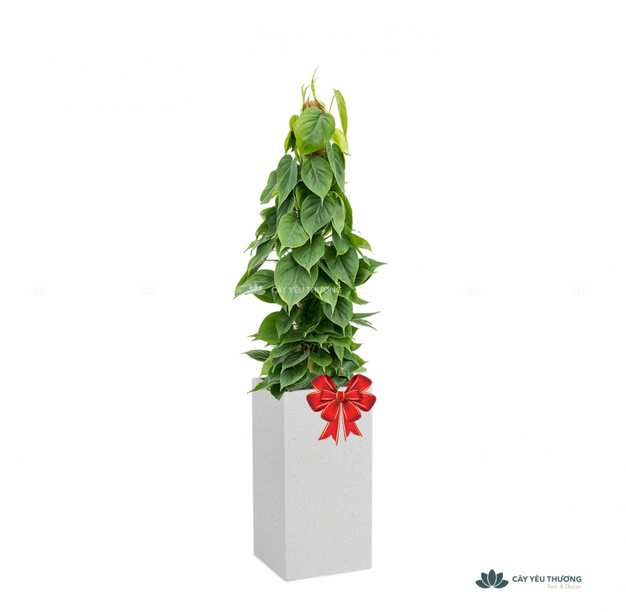 MUA CÂY TẶNG KHAI TRƯƠNG,CÂY TẶNG SINH NHẬT Ở QUẬN TÂN BÌNH TP.HCM - CÂY YÊU THƯƠNG