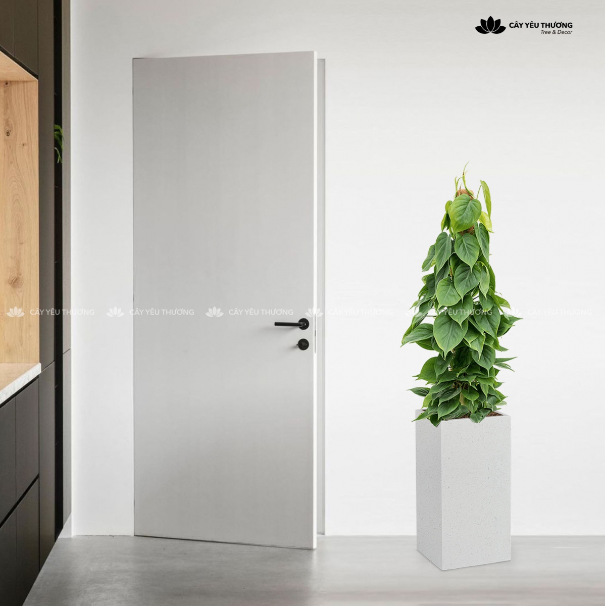 MUA CÂY TẶNG KHAI TRƯƠNG,CÂY TẶNG SINH NHẬT Ở QUẬN TÂN BÌNH TP.HCM - CÂY YÊU THƯƠNG