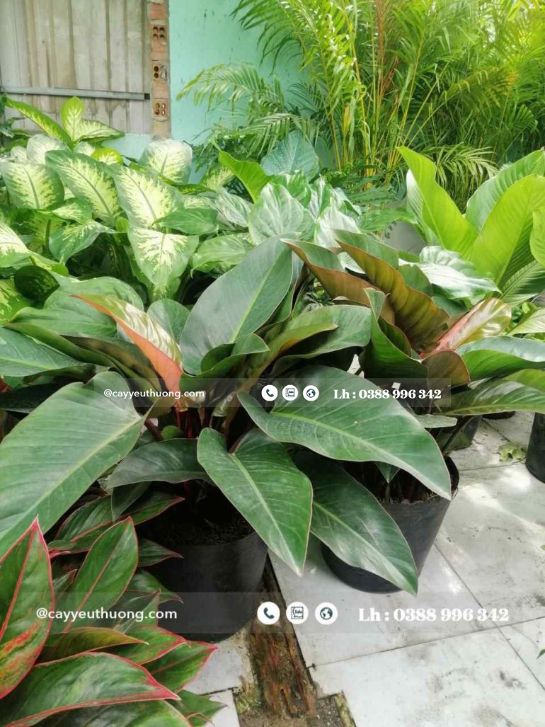 Top 15 cây cảnh tặng khai trương ý nghĩa,Đẹp,giá rẻ tại Tp.HCM Top 15 cây cảnh tặng khai trương ý nghĩa,Đẹp,giá rẻ tại Tp.HCM