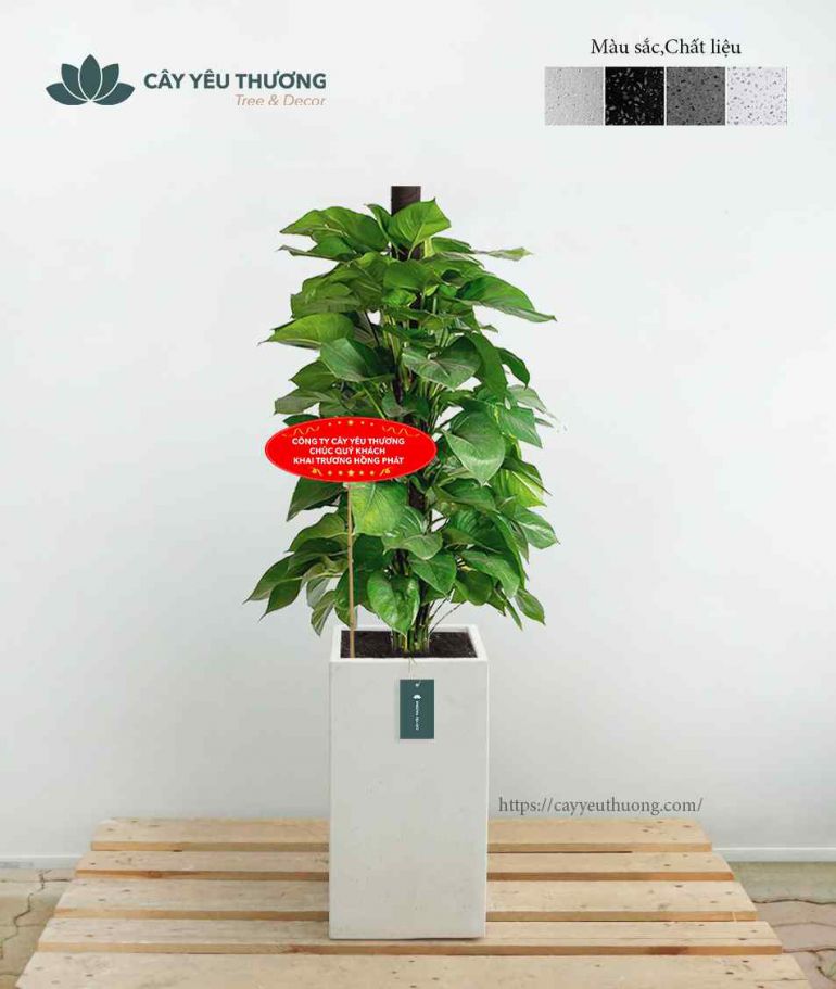 Top 15 cây cảnh tặng khai trương ý nghĩa,Đẹp,giá rẻ tại Tp.HCM Top 15 cây cảnh tặng khai trương ý nghĩa,Đẹp,giá rẻ tại Tp.HCM