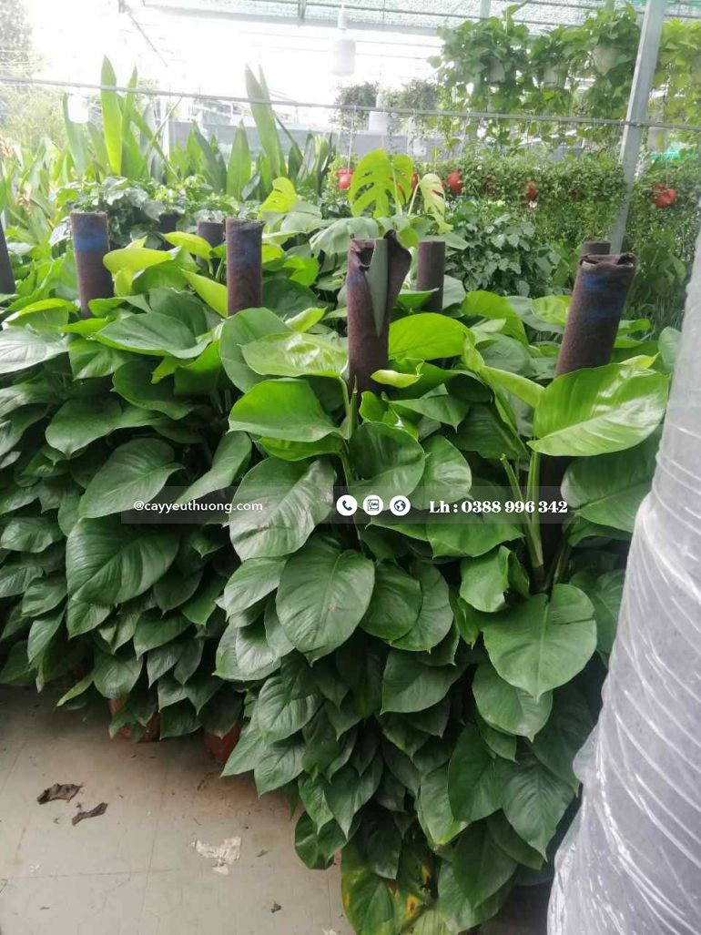 Top 15 cây cảnh tặng khai trương ý nghĩa,Đẹp,giá rẻ tại Tp.HCM Top 15 cây cảnh tặng khai trương ý nghĩa,Đẹp,giá rẻ tại Tp.HCM