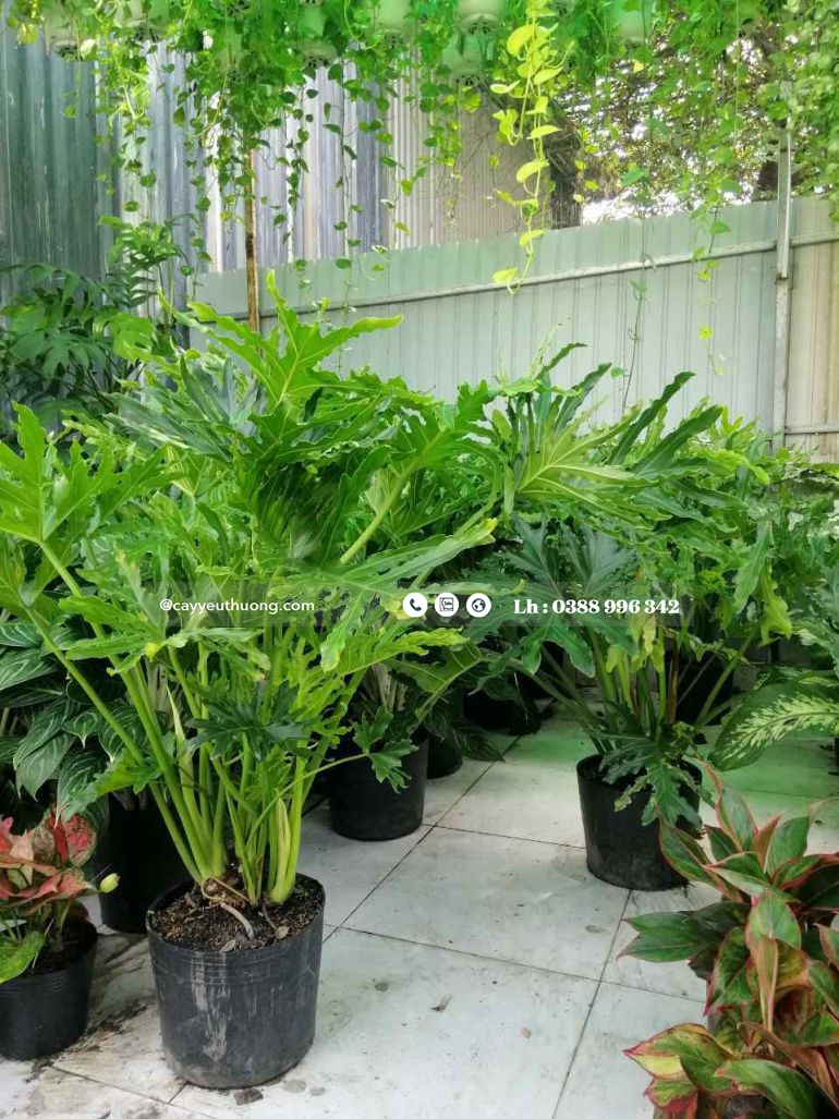 Top 15 cây cảnh tặng khai trương ý nghĩa,Đẹp,giá rẻ tại Tp.HCM Top 15 cây cảnh tặng khai trương ý nghĩa,Đẹp,giá rẻ tại Tp.HCM