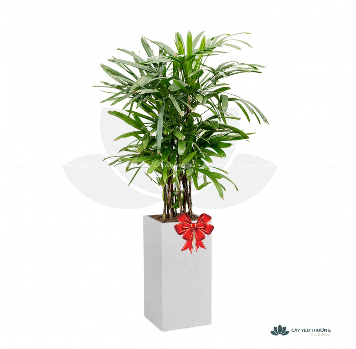 MUA CÂY TẶNG KHAI TRƯƠNG,CÂY TẶNG SINH NHẬT Ở QUẬN BÌNH TÂN TP.HCM - CÂY YÊU THƯƠNG