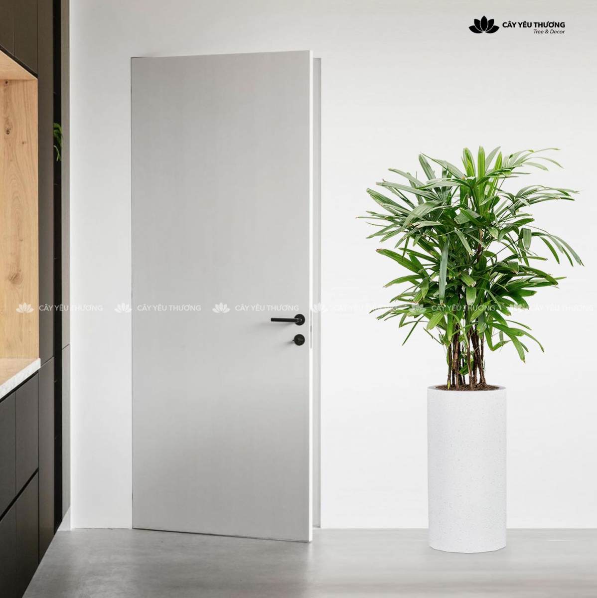 MUA CÂY TẶNG KHAI TRƯƠNG,CÂY TẶNG SINH NHẬT Ở QUẬN 8 TP.HCM - CÂY YÊU THƯƠNG