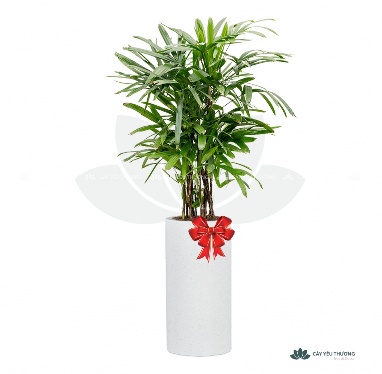 MUA CÂY TẶNG KHAI TRƯƠNG,CÂY TẶNG SINH NHẬT Ở QUẬN 8 TP.HCM - CÂY YÊU THƯƠNG