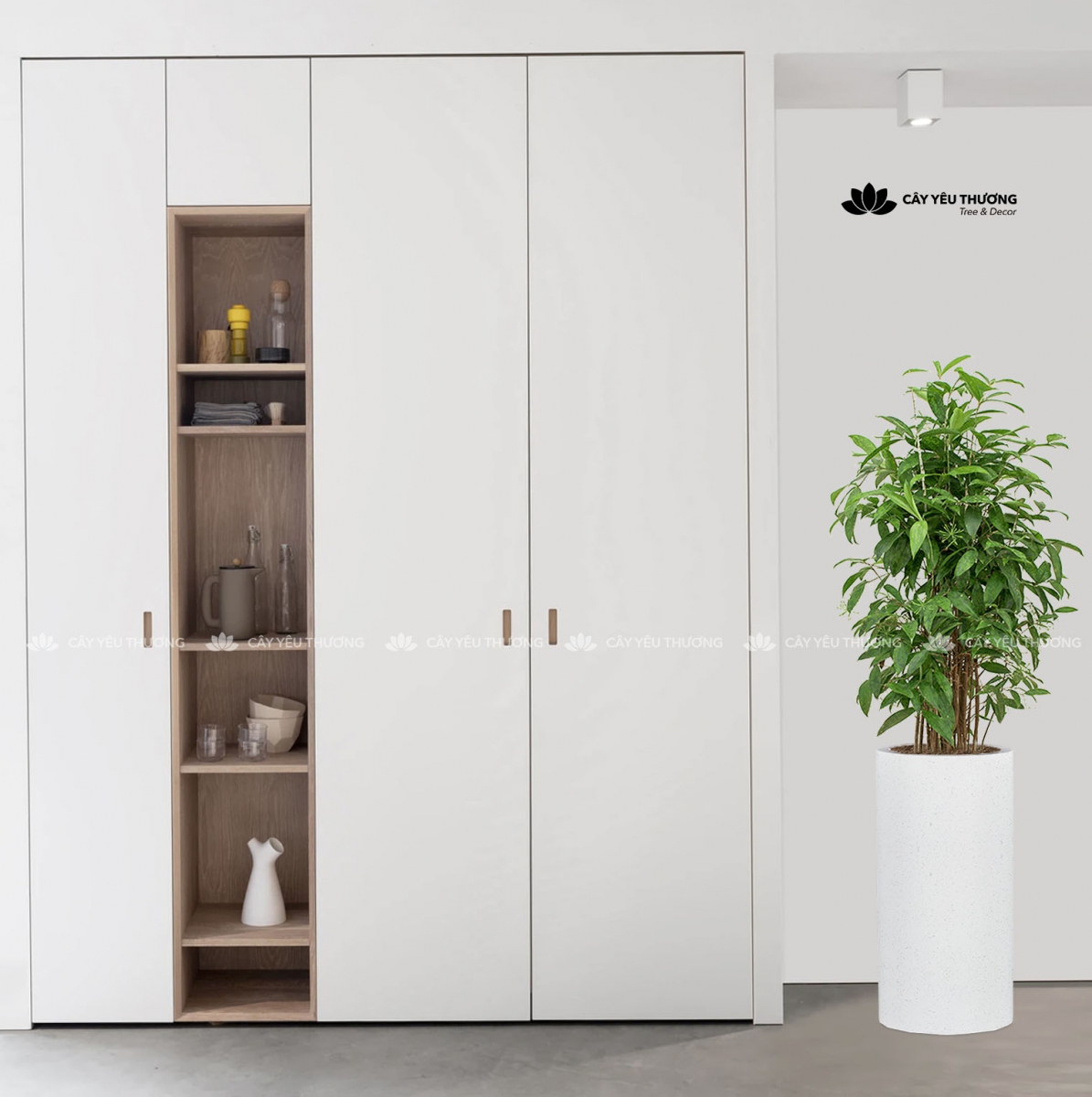 MUA CÂY TẶNG KHAI TRƯƠNG,CÂY TẶNG SINH NHẬT Ở QUẬN 11 TP.HCM - CÂY YÊU THƯƠNG MUA CÂY TẶNG KHAI TRƯƠNG,CÂY TẶNG SINH NHẬT Ở QUẬN 11 TP.HCM - CÂY YÊU THƯƠNG