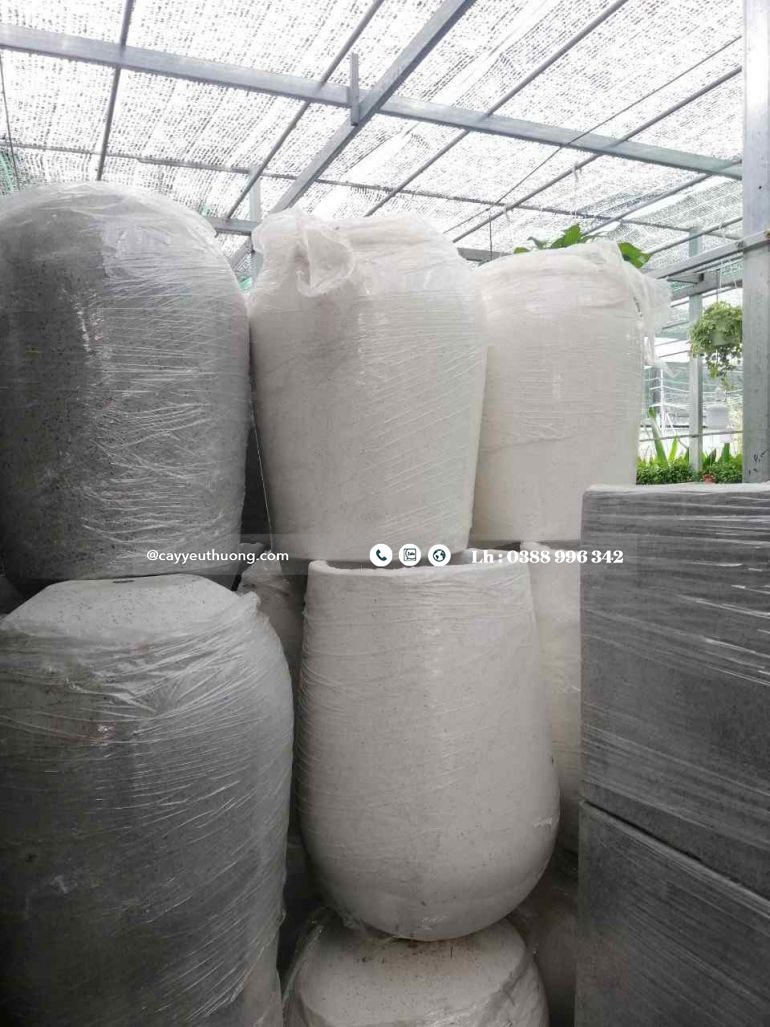 Top 15 cây cảnh tặng khai trương ý nghĩa,Đẹp,giá rẻ tại Tp.HCM