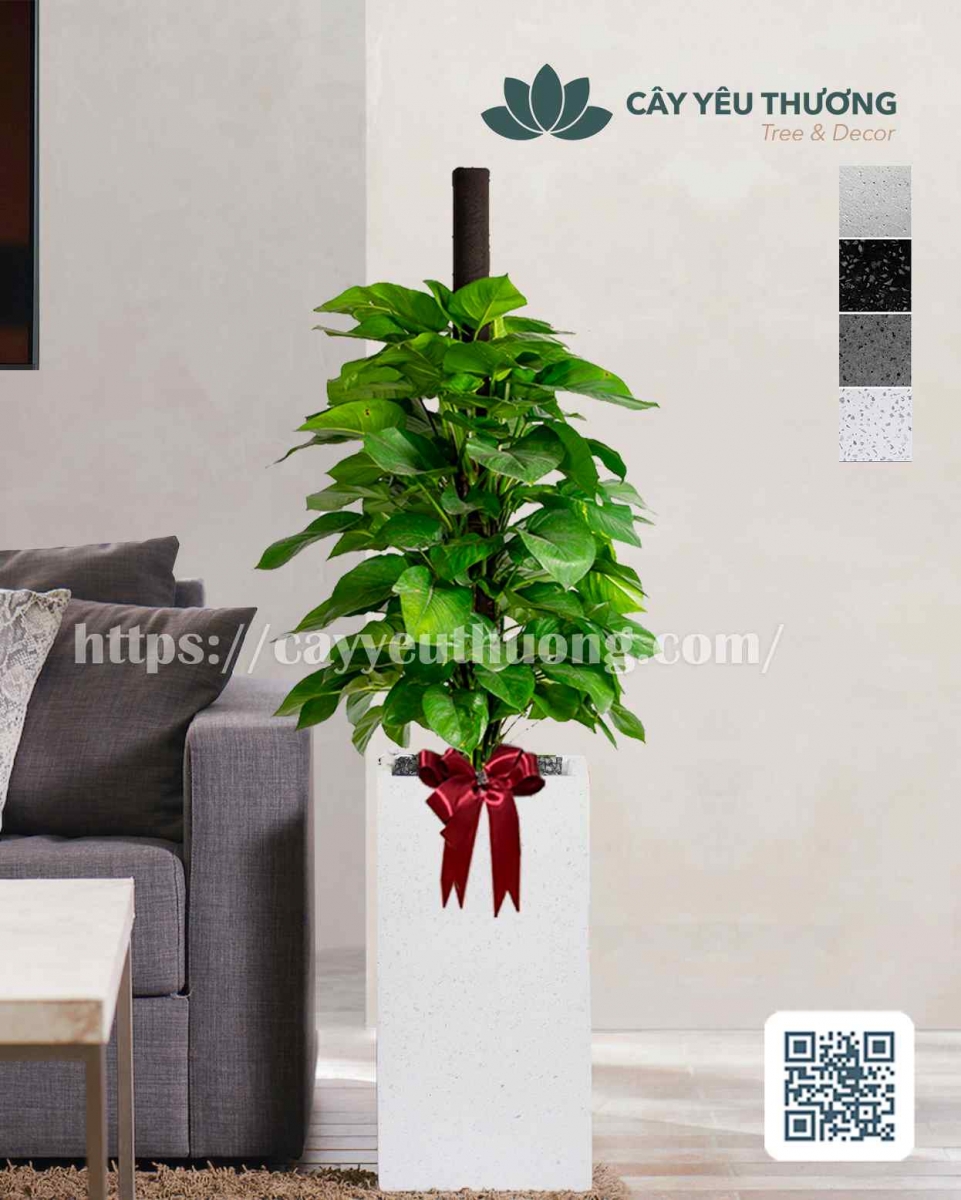 Cây trầu bà leo cột Cây mừng khánh thành đẹp,giá rẻ tại TPHCM