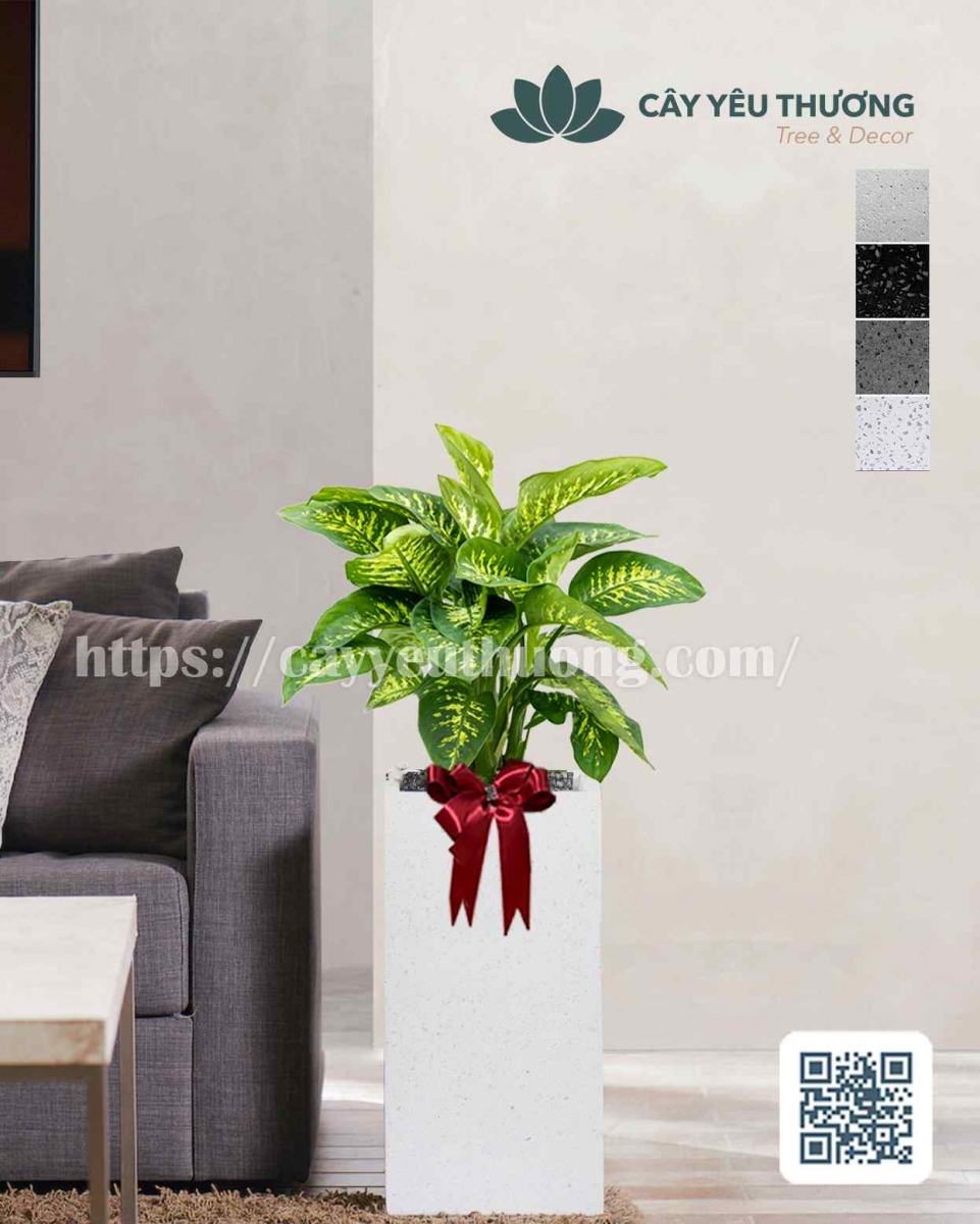 Cây vạn niên thanh Cây mừng khánh thành đẹp,giá rẻ tại TPHCM Cây vạn niên thanh Cây mừng khánh thành đẹp,giá rẻ tại TPHCM