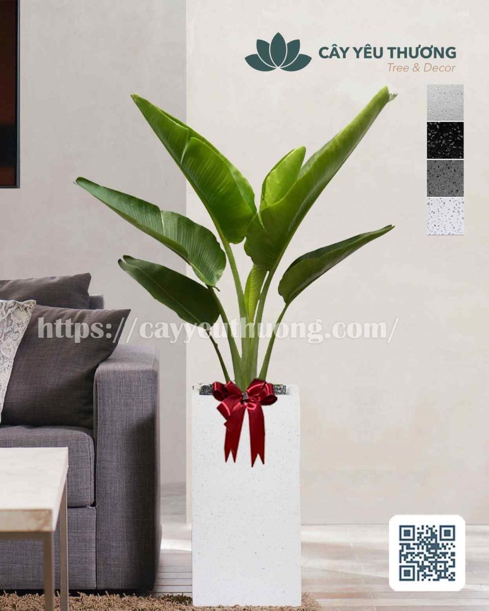 Cây chuối rẻ quạt Cây mừng khánh thành đẹp,giá rẻ tại TPHCM Cây chuối rẻ quạt Cây mừng khánh thành đẹp,giá rẻ tại TPHCM