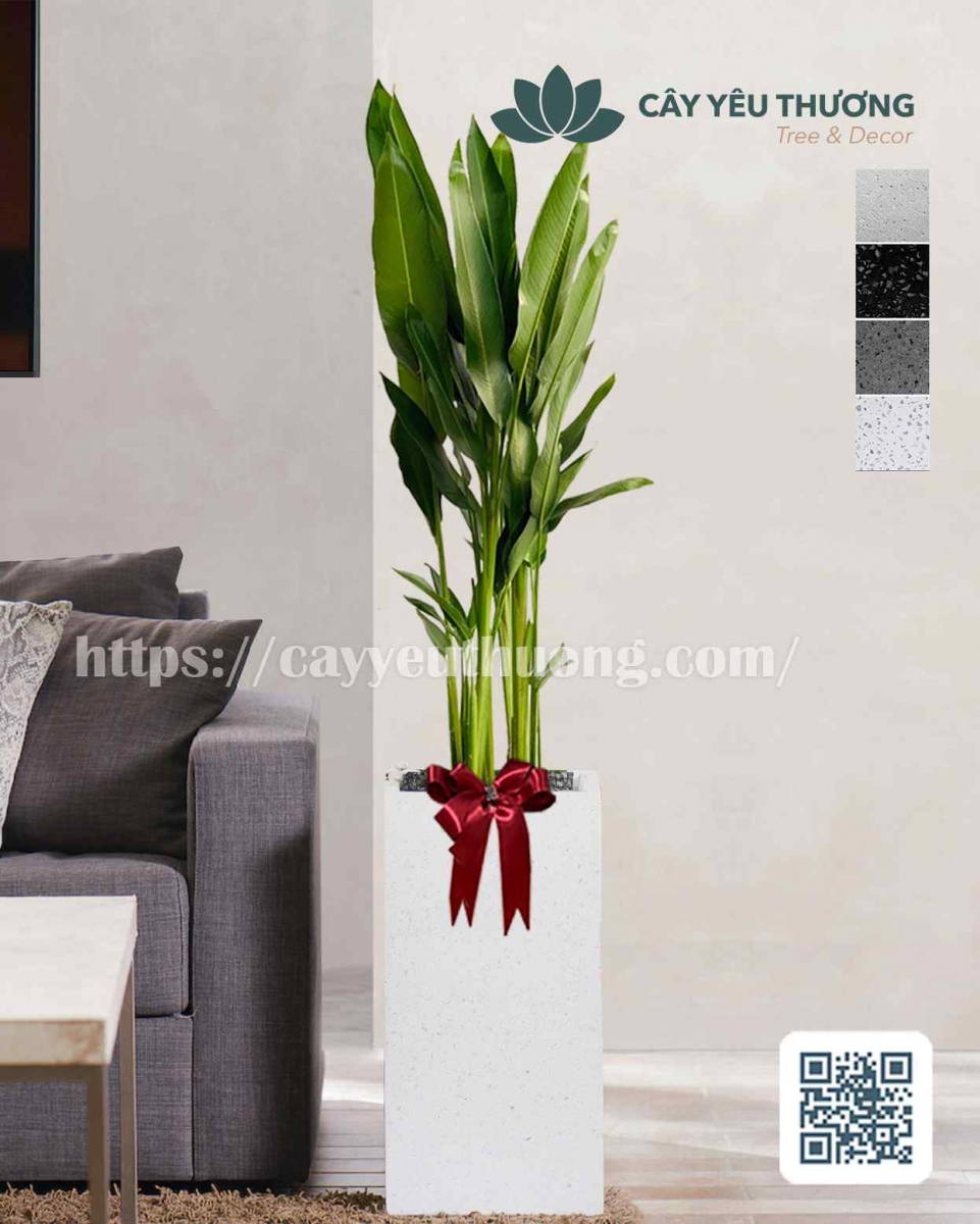 Cây mỏ két Cây mừng khánh thành đẹp,giá rẻ tại TPHCM