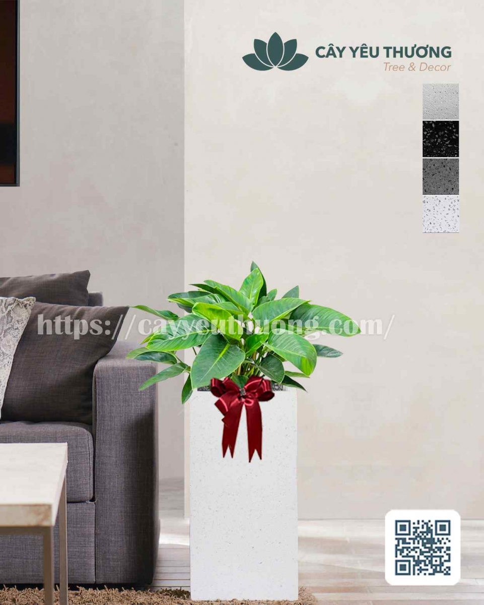 Cây trầu bà đế vương xanh Cây mừng khánh thành đẹp,giá rẻ tại TPHCM