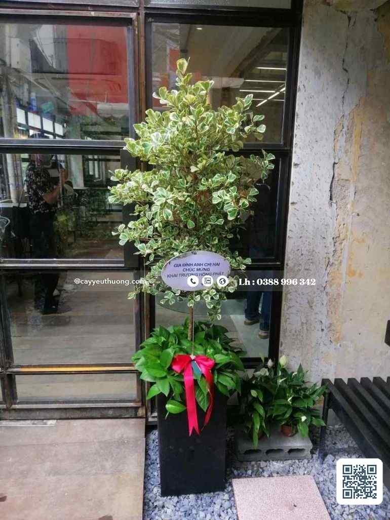 Top 12 cây cảnh tặng khai trương đẹp,ý nghĩa nhất 2022-2023