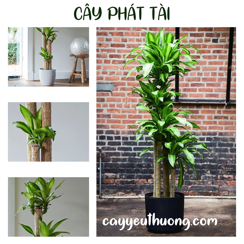 Mua cây phát tài ở quận 2