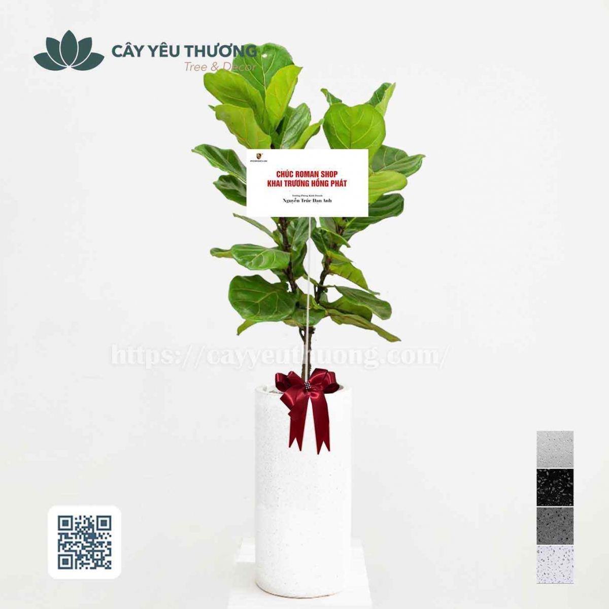 Top 12 cây cảnh tặng khai trương đẹp,ý nghĩa nhất 2022-2023