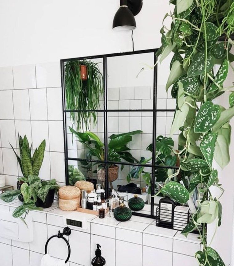 Cây cho phòng tắm