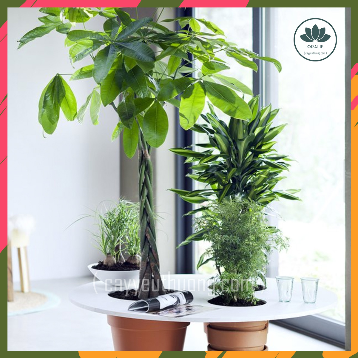 Mua cây kim ngân quận 1,chất lượng,giá rẻ,giao online tận nhà-cây yêu thương Mua cây kim ngân quận 1,chất lượng,giá rẻ,giao online tận nhà-cây yêu thương