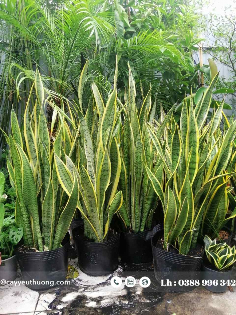 Cây lưỡi hổ cây kiểng phong thủy trong nhà